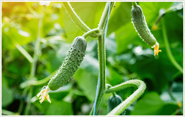 当農園のキュウリについてのイメージ
